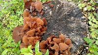 Auricularia auricula-judae image