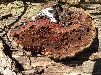 Ganoderma tsugae image