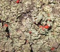 Cladonia cristatella image