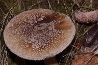 Amanita rubescens image