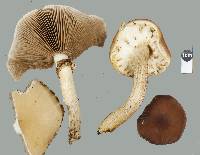 Agrocybe parasitica image