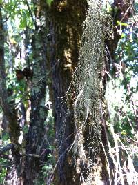 Ramalina menziesii image