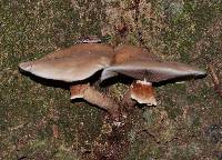 Agrocybe parasitica image