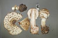 Chlorophyllum brunneum image