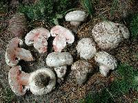 Agaricus bernardii image