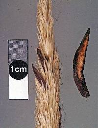 Image of Claviceps purpurea