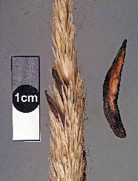 Claviceps purpurea image