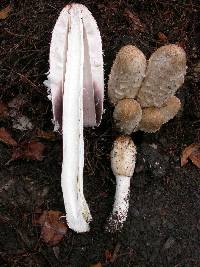 Coprinus comatus image