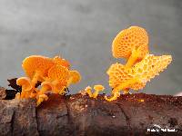 Favolaschia calocera image