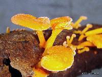 Favolaschia calocera image