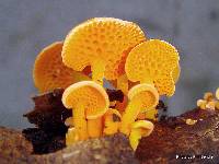 Favolaschia calocera image