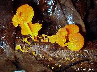 Favolaschia calocera image