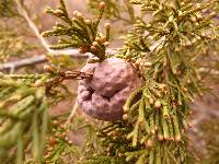 Gymnosporangium juniperi-virginianae image