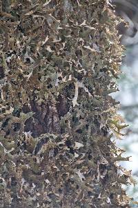 Lobaria pulmonaria image