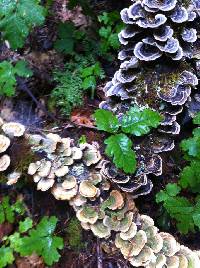 Trametes versicolor image