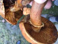 Gymnopilus junonius image