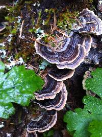 Trametes versicolor image