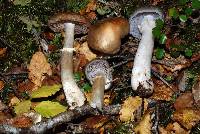 Cortinarius meleagris image