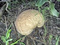 Calvatia craniiformis image