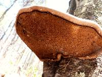 Fomitopsis betulina image