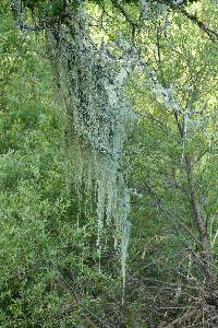 Ramalina menziesii image