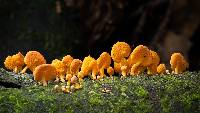 Favolaschia calocera image