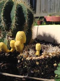 Leucocoprinus birnbaumii image