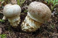 Cortinarius australiensis image