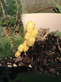 Leucocoprinus birnbaumii image