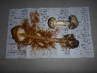 Battarrea phalloides image