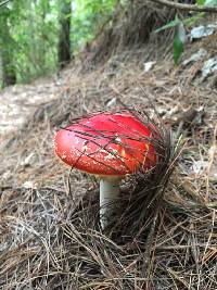 Amanita muscaria image
