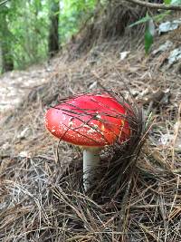 Amanita muscaria image