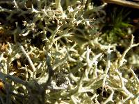 Cladonia amaurocraea image