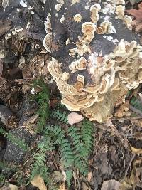 Trametes versicolor image