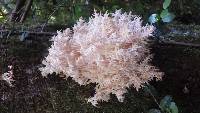 Hericium coralloides image