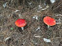 Amanita muscaria image