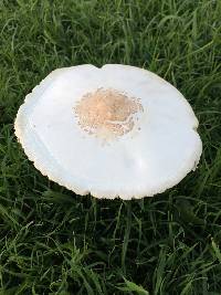 Chlorophyllum molybdites image