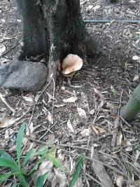 Agrocybe parasitica image