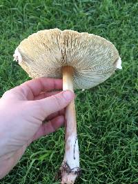 Chlorophyllum molybdites image