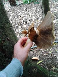 Agrocybe parasitica image