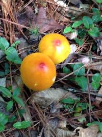 Amanita jacksonii image