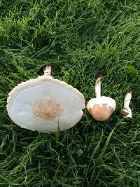 Chlorophyllum molybdites image