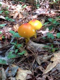 Amanita jacksonii image