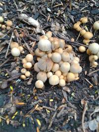 Coprinellus disseminatus image