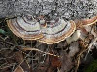 Trametes versicolor image