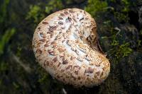 Polyporus squamosus image