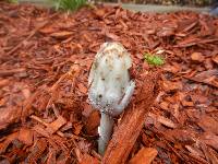 Coprinus comatus image