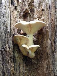 Pleurotus dryinus image