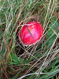 Amanita muscaria image