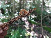 Galerina marginata image